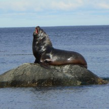 Sea Lion on the beach South of Punta Arenas